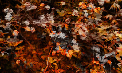 Digital background art of floral / flower pattern made with photo collage technique. Rustic, natural look.