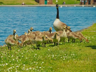 Goslings 