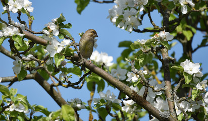 Grünfink im Apfelbaum