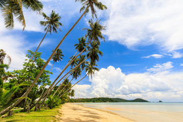 Coconut  on the tropical beach in  Koh Mak island, Trat province,Thailand