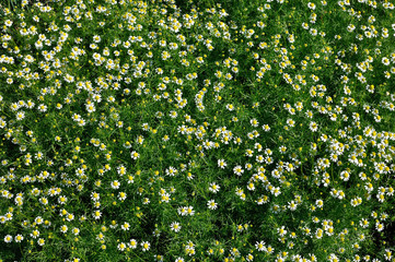 Champ de camomille en fleurs (Matricaria chamomilla) - fleurs homéopathiques, vue directement d& 39 en haut