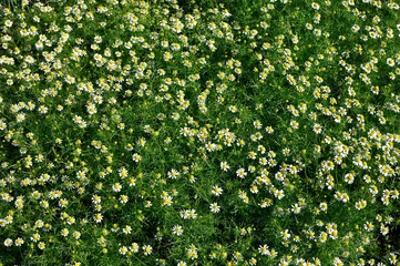 Cercles muraux Marguerites Champ de camomille en fleurs (Matricaria chamomilla) - fleurs homéopathiques, vue directement d& 39 en haut