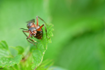 macro forest ant with wings the queen of the ant