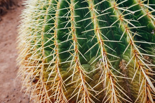huge cactus, closeup view
