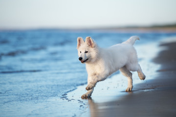 white swiss shepherd puppy playing on the beach