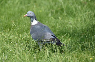 Ringeltaube auf der Wiese 
