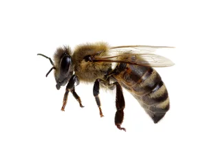 Foto op Plexiglas Bee isolated on white © Alekss