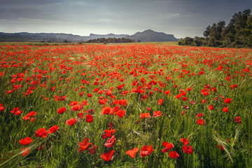 Beautiful field of red poppies in the sunrise light, in the Valderrobres medieval village, Matarrana district, Teruel province, Spain