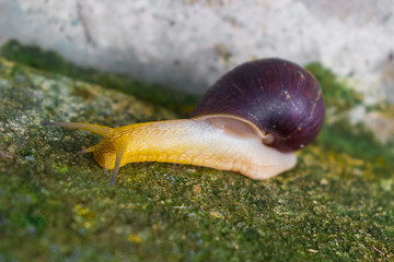 COMMON SNAIL