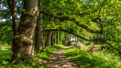 A row of old brown beech trees with hanging branches above a walking rail through the park of an ancient estate