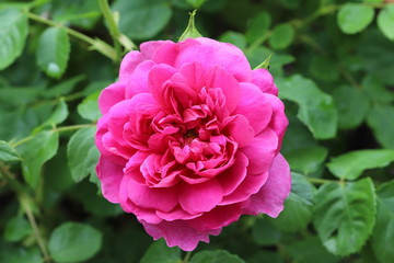 englische Rose in Pink "Princess Anne"