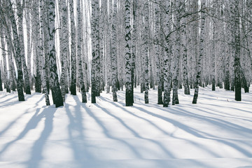 Birch forest in the snow