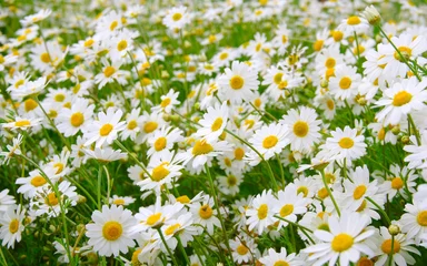 Crédence de cuisine en verre imprimé Marguerites White daisy on  field