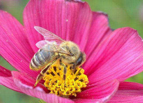 Best&auml;ubung durch Biene