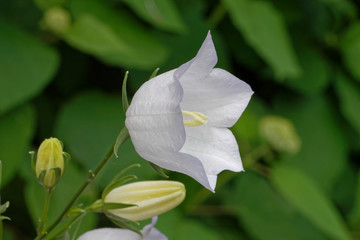 Pfirsichblättrige Glockenblume