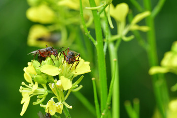 macro forest ant with wings the queen of the ant