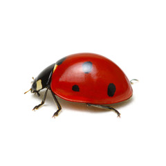 Ladybird on white