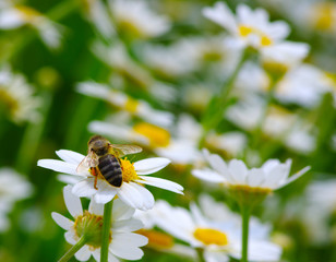 Bee and flower