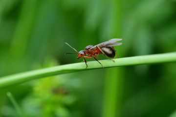 macro forest ant with wings the queen of the ant