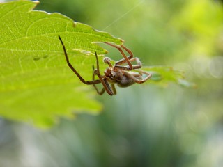 spider on the list
