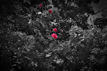 Rose auf Schwarzweißen Hintergrund