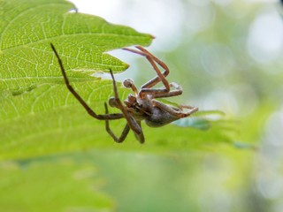 spider on the list
