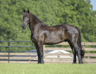 Friesian horse standing © Mark J. Barrett
