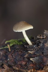 Sprucecone cap (Strobilurus esculentus), edible wild mushroom from Finland