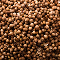 coriander seeds on a dark stone background, essential oil
