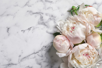 Beautiful blooming peony flowers on marble background