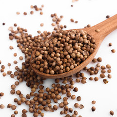 coriander seeds on a white background, essential oil