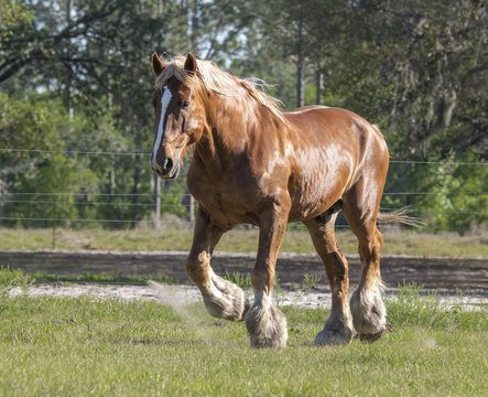 Belgian draft horse stallion running in pasture