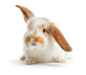 Obraz premium Cute fluffy bunny on white background