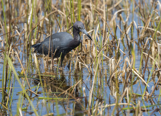 Little Blue Heron actively feeding in marsh wetlands