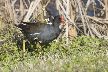 Common Gallinule or Marsh Hen