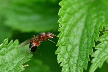 Naklejka premium macro forest ant with wings the queen of the ant