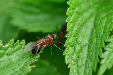 macro forest ant with wings the queen of the ant
