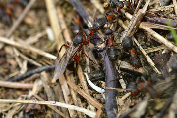 macro forest ant with wings the queen of the ant