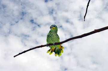 Perruche aux vives couleurs