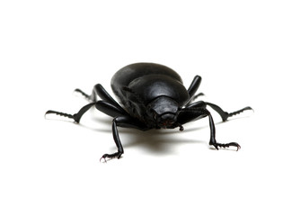 black beetle on white