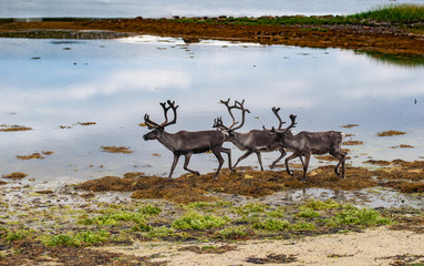 Reindeers on the seashore