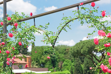 Rome’s municipal rose garden  with copy space