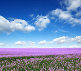 Spring flower field