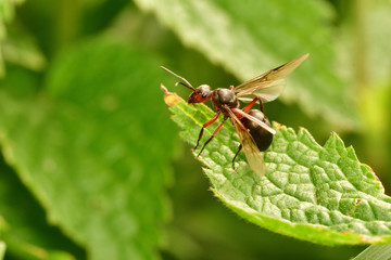 macro forest ant with wings the queen of the ant