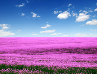 Spring flower field