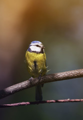 portrait of a beautiful bright little blue tit sitting on a branch in spring the Sunny garden