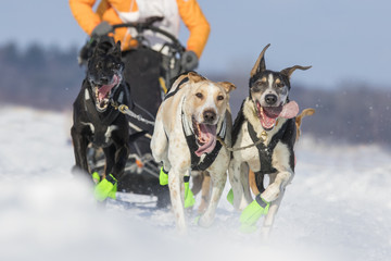 dog sledding in quebec, canada
