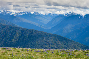 The view from Huricane Ridge, Washington, USA