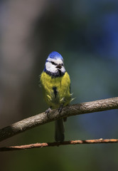 Obraz premium portrait of a beautiful bright little lazorevka sitting on a branch in the Park in the spring and singing songs