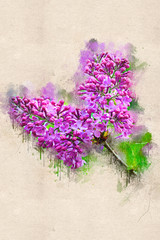 Flowering spring bright lilacs. Acrylic ink.
